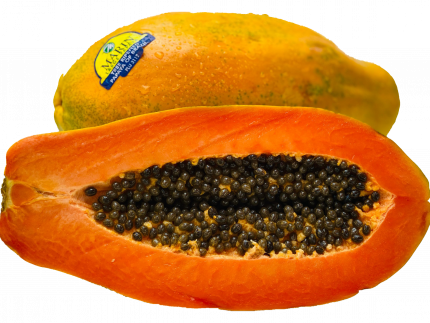 Large Formosa Papaya Vitamin C bombe gesund Baumgereift