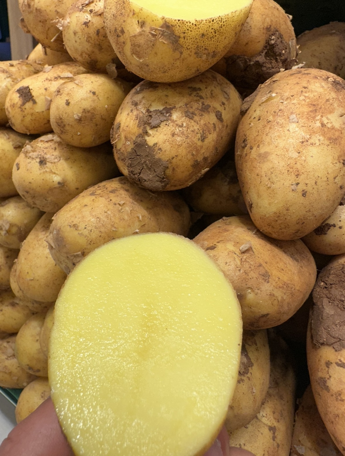 Kartoffel Anabelle gelb fleischig, festkochend , Salatkartoffeln , Bratkartoffeln , Salzkartoffeln
